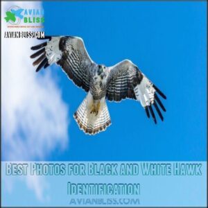 Best Photos for Black and White Hawk Identification