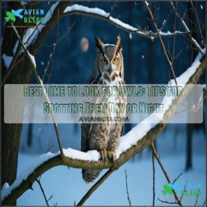 best time to look for owls
