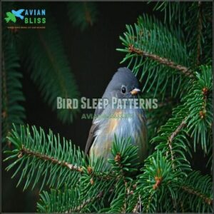 Bird Sleep Patterns Bird Sleep Patterns