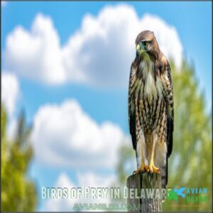 Birds of Prey in Delaware
