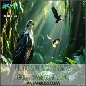 Black and White Hawk Conservation Status