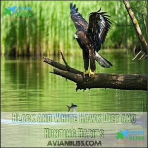 Black and White Hawk Diet and Hunting Habits