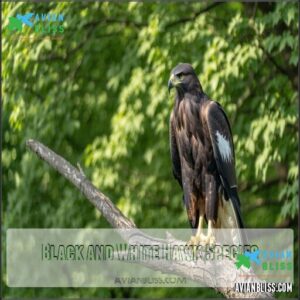 Black and White Hawk Species