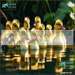 Black and Yellow Duck Species Overview