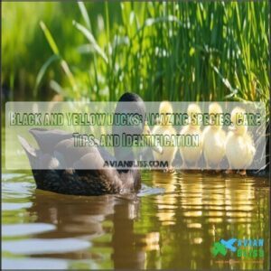 black and yellow ducks