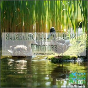 Black and Yellow Ducks in Wildlife