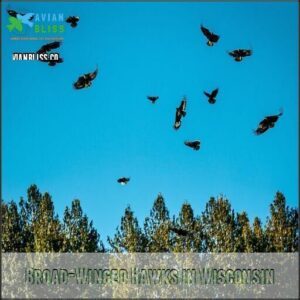 Broad-Winged Hawks in Wisconsin