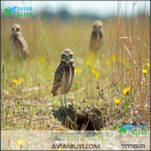 Burrowing Owl
