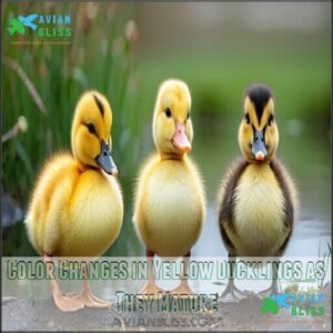 Color Changes in Yellow Ducklings as They Mature