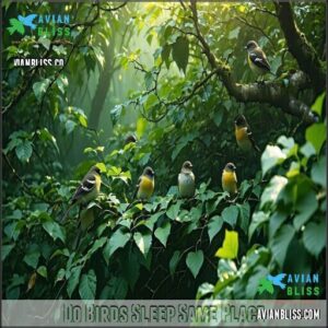 Do Birds Sleep Same Place Do Birds Sleep Same Place