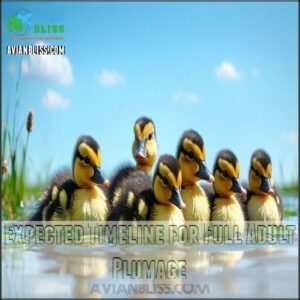 Expected Timeline for Full Adult Plumage