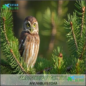 Ferruginous Pygmy Owl