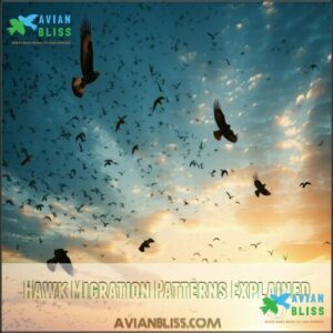 Hawk Migration Patterns Explained