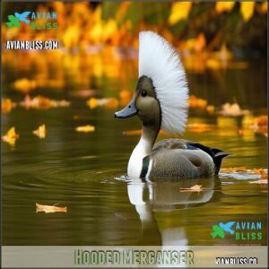 Hooded Merganser