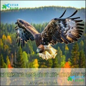 Interesting Facts About Red-Tailed Hawks