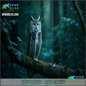 Nocturnal Bird Sleep Nocturnal Bird Sleep