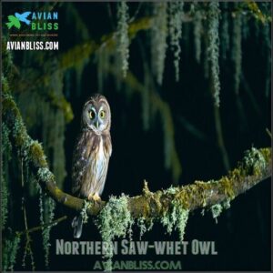 Northern Saw-whet Owl