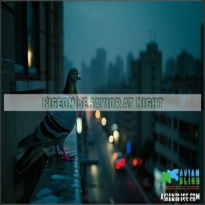 Pigeon Behavior at Night