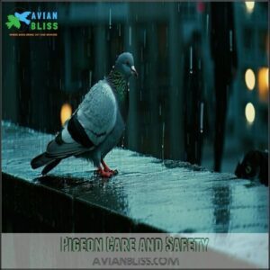 Pigeon Care and Safety