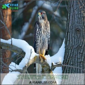 Rare Hawks in Wisconsin