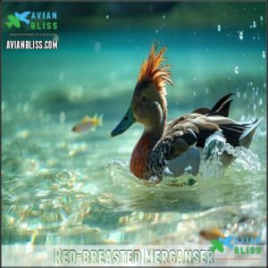 Red-breasted Merganser