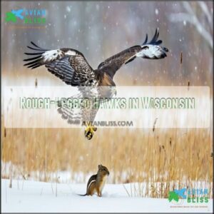 Rough-Legged Hawks in Wisconsin
