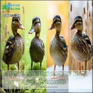 Seasonal Changes in Black and Yellow Duck Appearances