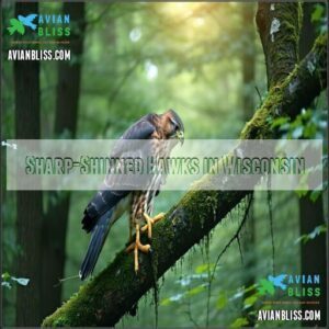 Sharp-Shinned Hawks in Wisconsin