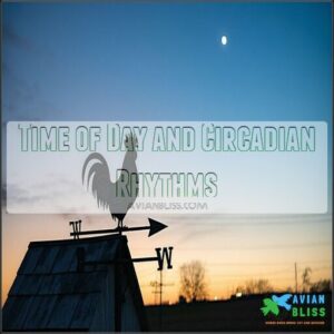 Time of Day and Circadian Rhythms