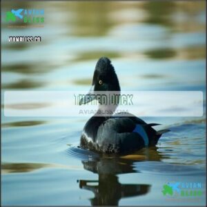 Tufted Duck
