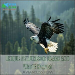 Unique Features of Black and White Hawks
