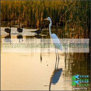 Waterfowl and Shorebirds of Delaware