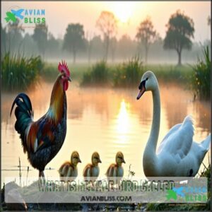 What is Female Bird Called