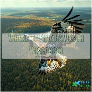 Where to Find Hawks in Wisconsin