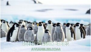 adelie penguin babies