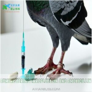 administering enrofloxacin and amoxicillin