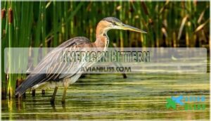 american bittern