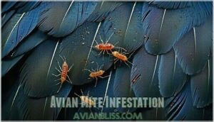 avian mite infestation