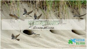 bank swallow