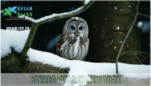 barred owls in new york