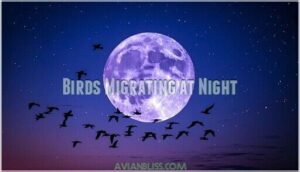 birds migrating at night
