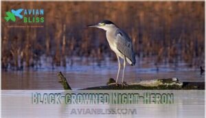 black-crowned night-heron