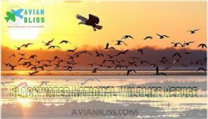 blackwater national wildlife refuge
