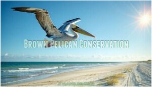 brown pelican conservation