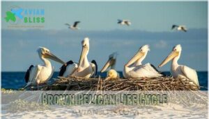 brown pelican life cycle