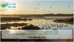 chesapeake bay birdlife