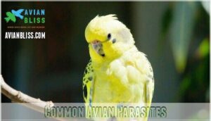 common avian parasites
