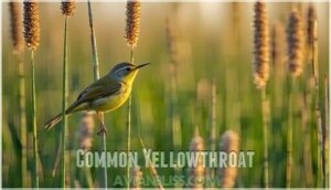 common yellowthroat