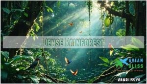 dense rainforest