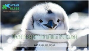 development of adult plumage